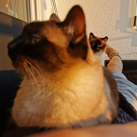 Separate Privat In Shared With 2 Cats And 1 Person Apartament