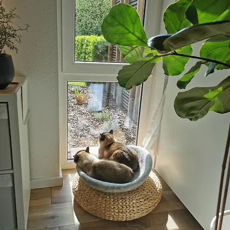 Separate Privat In Shared With 2 Cats And 1 Person Apartament