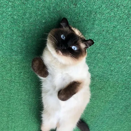Separate Privat In Shared With 2 Cats And 1 Person Apartament *