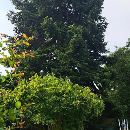 Daire An Der Tanne Mit Ueberdachter Terrasse